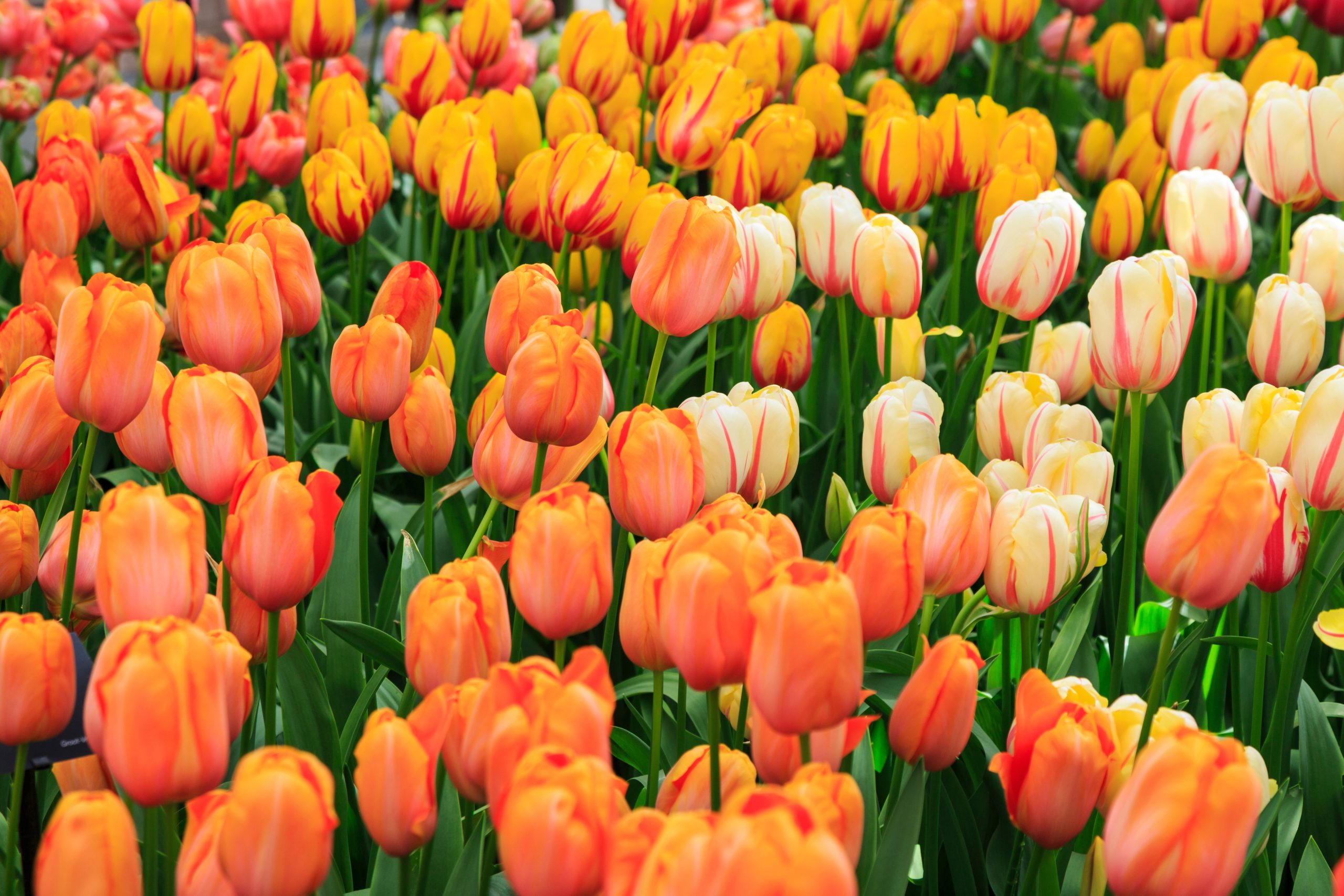 Tulipark